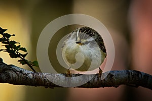 Acanthisitta chloris - Rifleman - titipounamu - endemic bird from New Zealand, small insectivorous passerine bird that is endemic