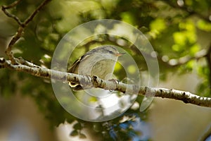 Acanthisitta chloris - Rifleman - titipounamu female - endemic bird from New Zealand