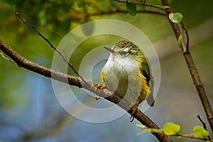 Acanthisitta chloris - Rifleman - titipounamu female - endemic bird from New Zealand, small insectivorous passerine bird that is