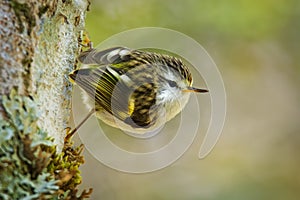 Acanthisitta chloris - Rifleman - titipounamu female - endemic bird from New Zealand, small insectivorous passerine bird that is