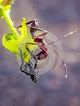 Acanthocephala terminalis