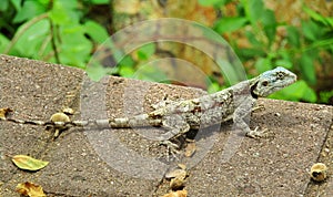 Acanthocercus atricollis