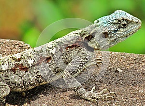 Acanthocercus atricollis