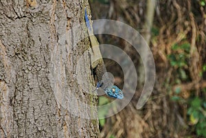 Acanthocercus ugandaensis, the Uganda blue headed tree agama