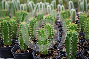 Acanthocereus tetragonus