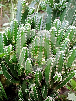 Acanthocereus tetragonus is a species of cactus plant in the Cactaceae family