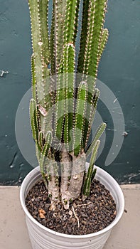 Acanthocereus tetragonus, a tall and columnar cactus plant