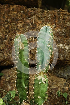 Acanthocereus tetragonus or triangle cactus