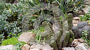 Acanthocereus tetragonus or Triangle cactus in rockery
