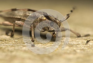 Acanthocinus aedilis