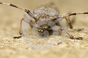 Acanthocinus aedilis