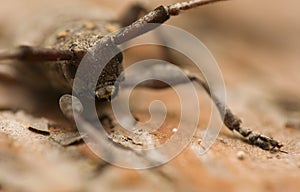 Acanthocinus aedilis