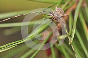 Acanthocinus aedilis