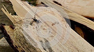 Acanthocinus aedilis close-up. The barbel beetle crawls on a pine board.