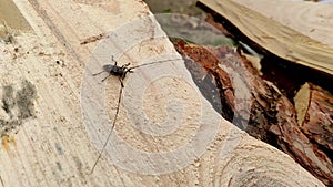 Acanthocinus aedilis close-up. The barbel beetle crawls on a pine board.