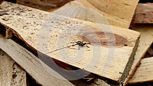 Acanthocinus aedilis close-up. A barbell beetle sits on a pine board.