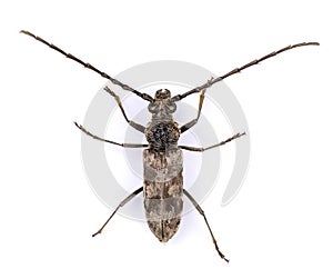 Acanthocinus aedilis isolated on white background