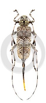 Acanthocinus griseus