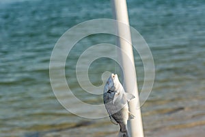 Acanthopagrus latus fish on a hook and wire and background of sea