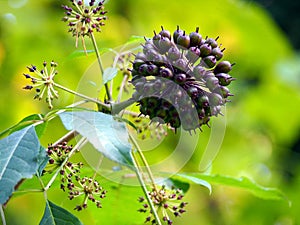 Acanthopanax, Eleutherococcus henryi - siberian ginseng berries