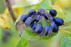 Acanthopanax Senticosus, also called Siberian Ginseng