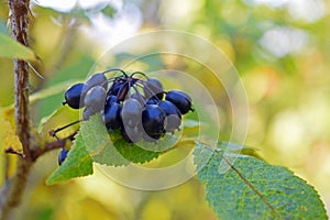 Acanthopanax Senticosus, also called Siberian Ginseng, photo