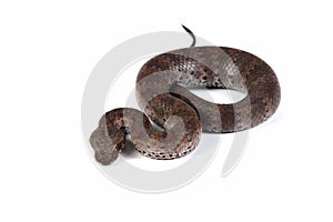 Acanthophis laevis Smooth-scaled death adder closeup