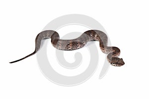 Acanthophis laevis Smooth-scaled death adder closeup