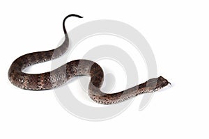 Acanthophis laevis Smooth-scaled death adder closeup