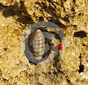 Acanthopleura granulata, West Indian fuzzy chiton