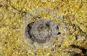 Acanthopleura granulata, West Indian fuzzy chiton