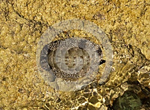 Acanthopleura granulata, West Indian fuzzy chiton