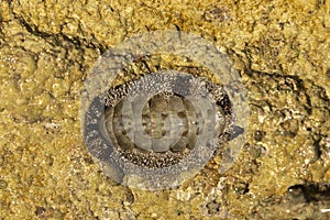 Acanthopleura granulata, West Indian fuzzy chiton