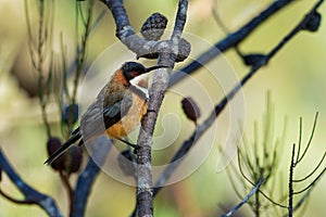 Acanthorhynchus tenuirostris - Eastern Spinebil