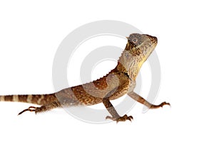 Acanthosaura nataliae on white