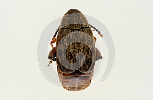 Acanthoscelides obtectus- Chrysomelidae Bruchinae Bean weevil. top view
