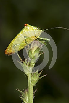 Acanthosoma haemorrhoidale / The hawthorn shieldbug close-up