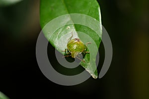 Acanthosomatidae Larva Feeding on Leaf Surface
