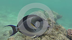 Acanthuridae or Surgeonfish