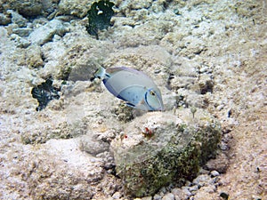 Acanthurus bahianus