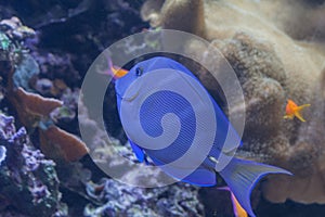 Acanthurus coeruleus, blue surgeonfish swimming inside aquarium