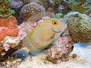 Acanthurus dussimeri Dussimeri Tang Juvenile on reef