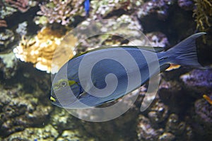 An Acanthurus dussumieri