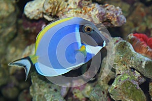 Acanthurus Leucosternon, Tropical fish