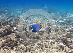 Acanthurus , Powder blue tang