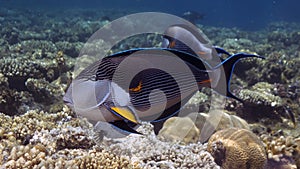 Acanthurus sohal