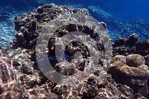 Acanthurus sohal fish