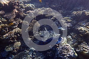 Acanthurus sohal fish