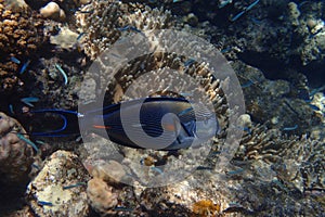 Acanthurus sohal fish