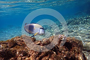 Acanthurus sohal fish